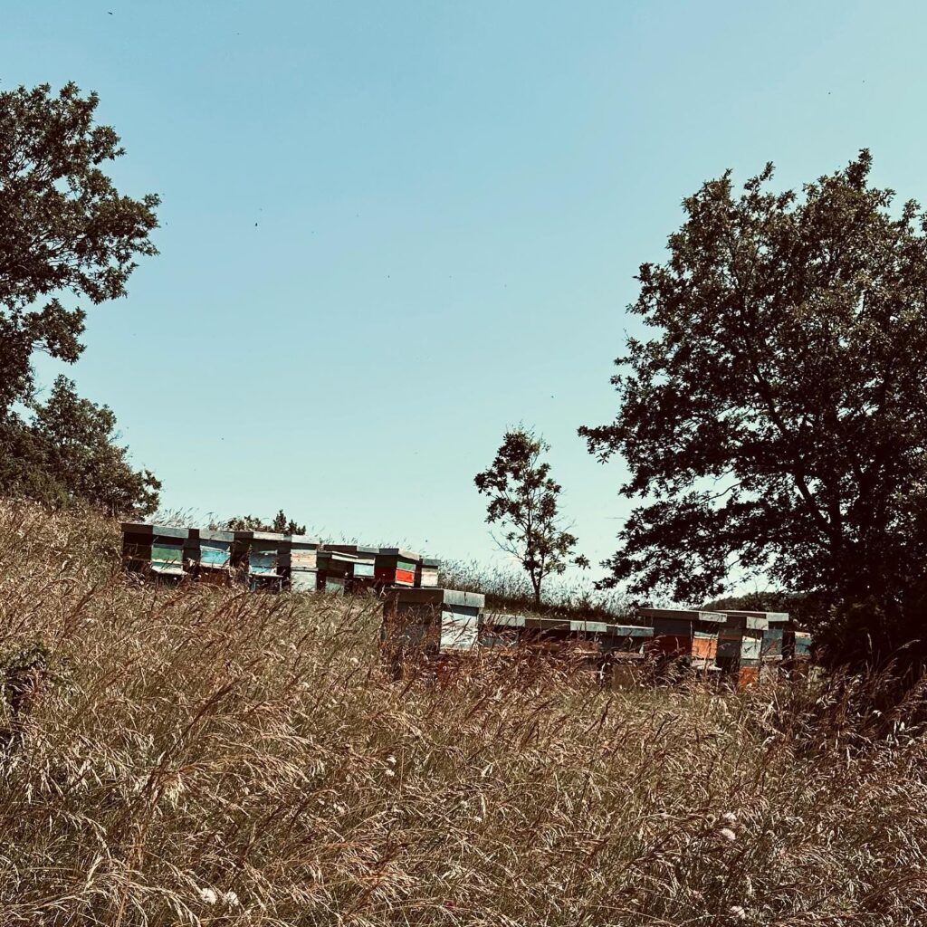 359631997_196769446690924_8158108184241233688_n